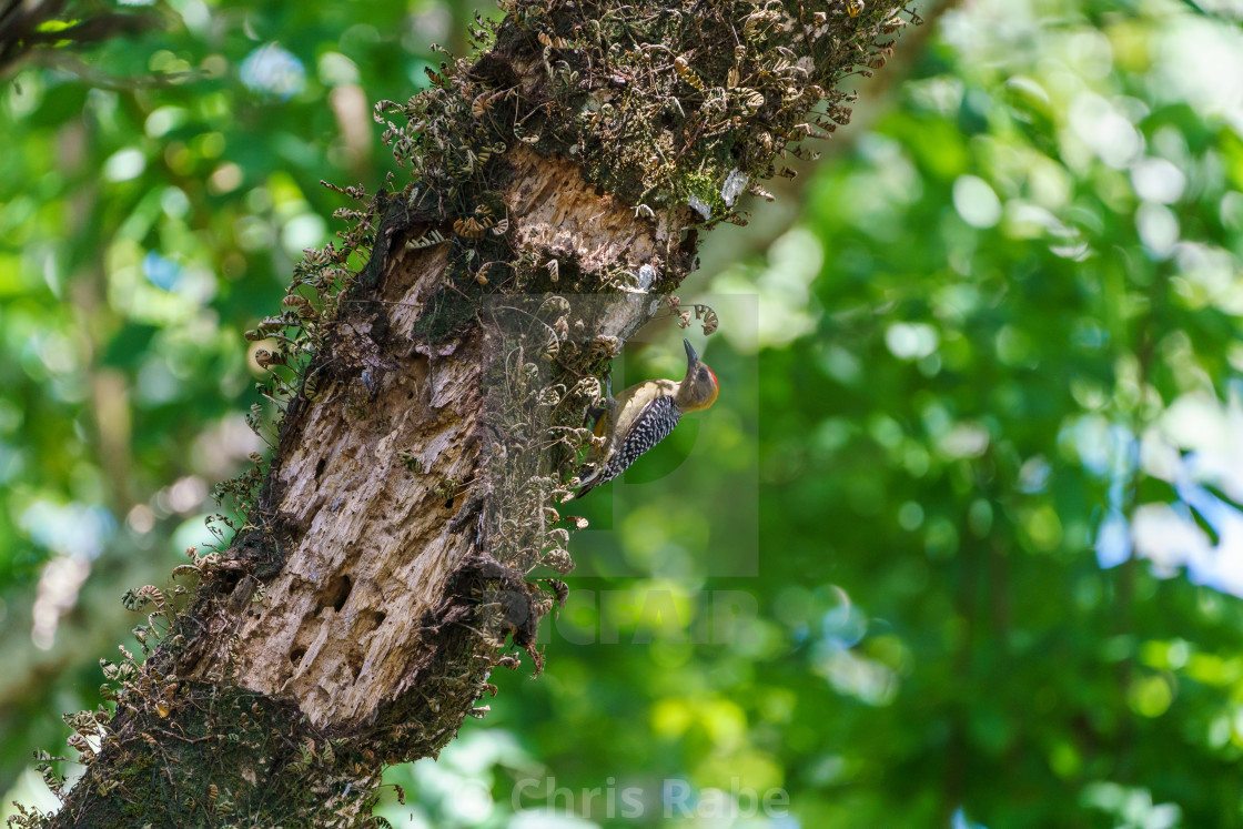 "Hoffmann's Woodpecker (Melanerpes hoffmannii), taken in Costa Rica" by Chris Rabe - $12.63 "Hoffmann's Woodpecker (Melanerpes hoffmannii), taken in Costa Rica" stock image
