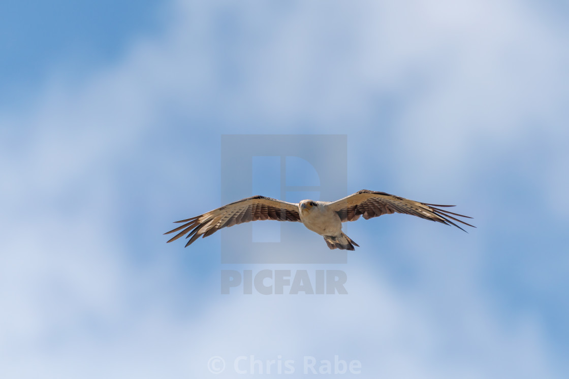 "Yellow-headed Caracara (Milvago chimachima) in Costa Rica" by Chris Rabe - $12.63 "Yellow-headed Caracara (Milvago chimachima) in Costa Rica" stock image