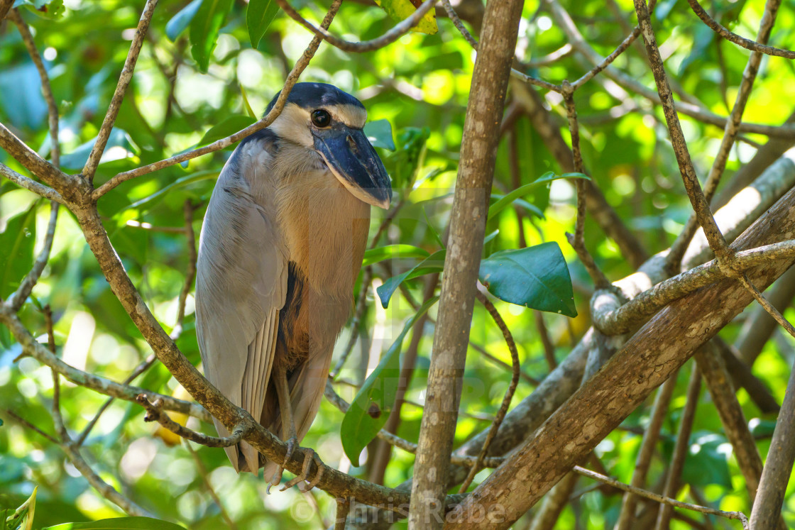"Boat-billed Heron (Cochlearius cochlearius)" by Chris Rabe - $12.58 "Boat-billed Heron (Cochlearius cochlearius)" stock image