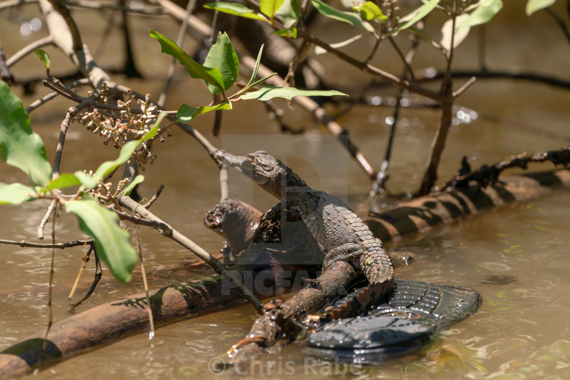 "American Crocodile (Crocodylus acutus) baby, taken in Costa Rica." by Chris Rabe - $12.58 "American Crocodile (Crocodylus acutus) baby, taken in Costa Rica." stock image