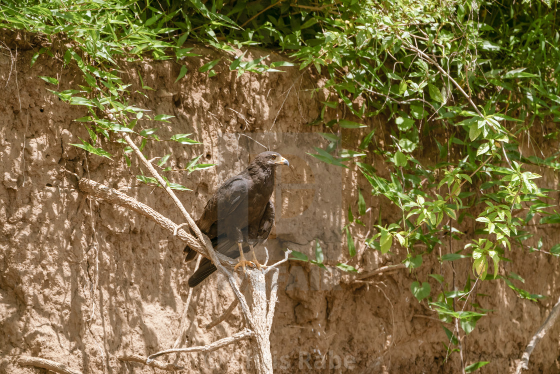 "Common Black Hawk (Buteogallus anthracinus), taken in Costa Rica" by Chris Rabe - $12.63 "Common Black Hawk (Buteogallus anthracinus), taken in Costa Rica" stock image