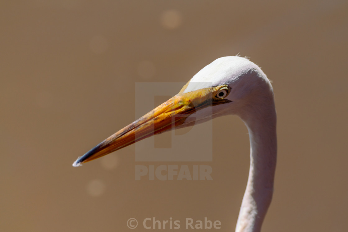 "Great Egret (Ardea alba) taken in Costa Rica" stock image