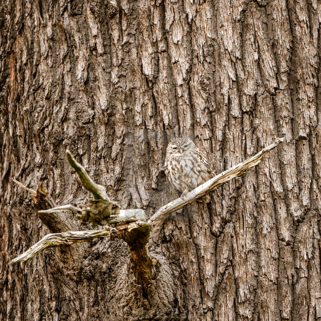 "Little Owl (Athene noctua)" stock image