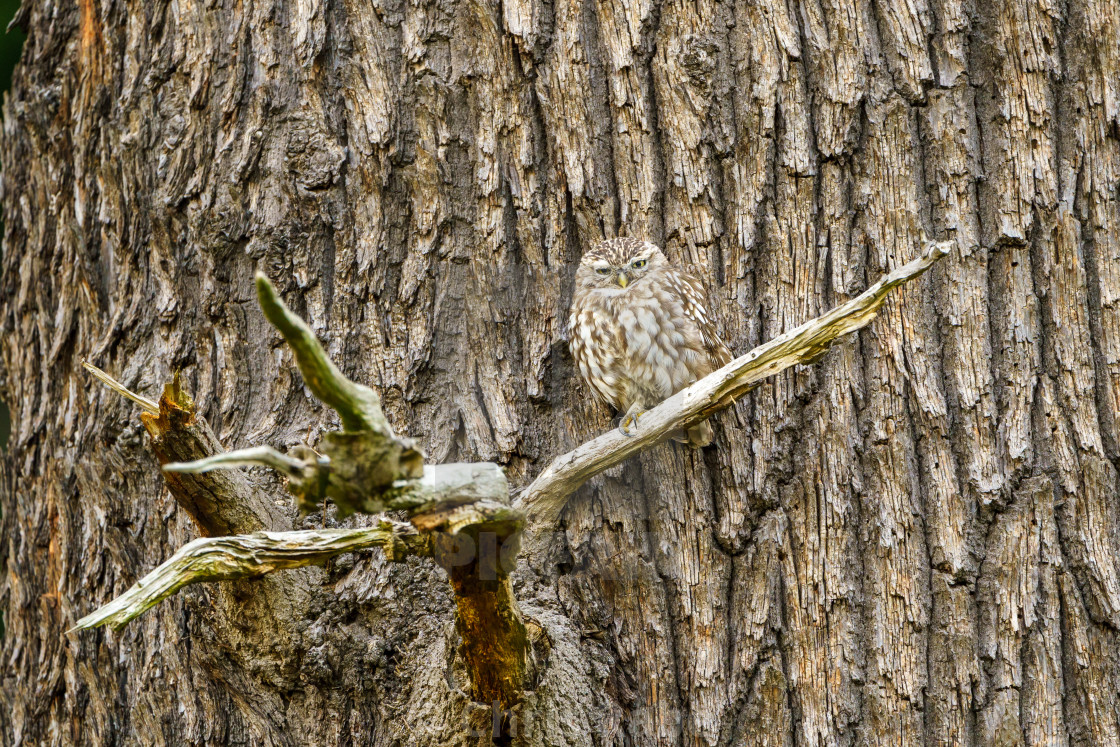 "Little Owl (Athene noctua) perched on a large tree branch, taken in the UK" stock image