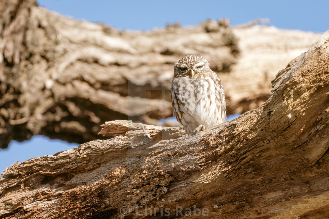 "Little Owl (Athene noctua)" stock image