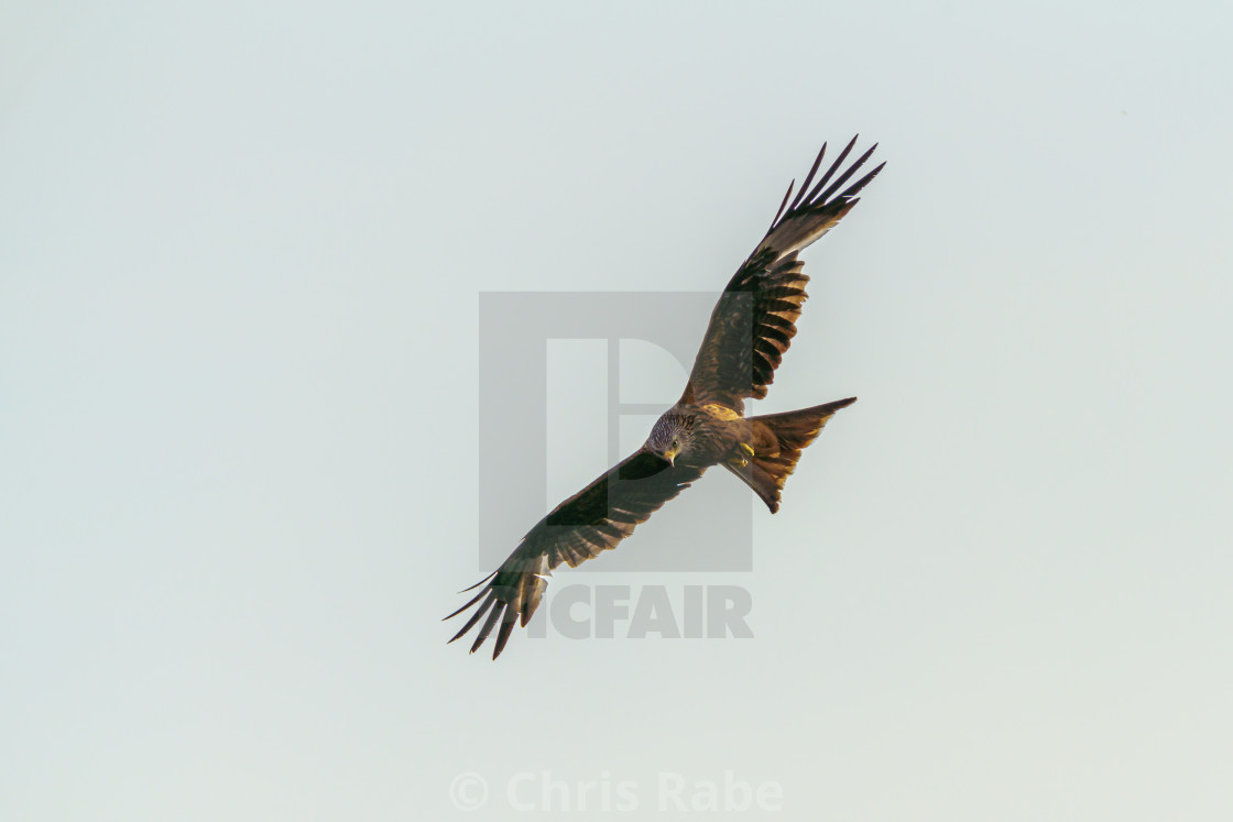 "Red Kite (Milvus milvus), taken in the UK" stock image