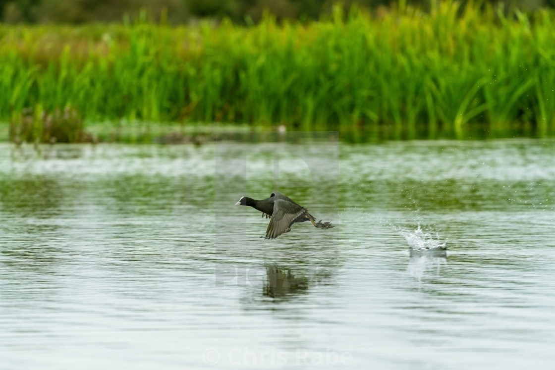 "Coot (Fulica atra), taken in the UK" stock image