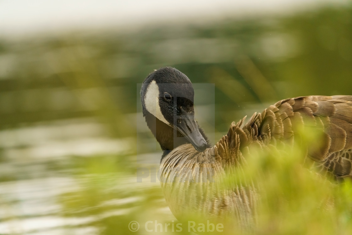 "Canada Goose (Branta canadensis) preening itself, taken in the UK" stock image