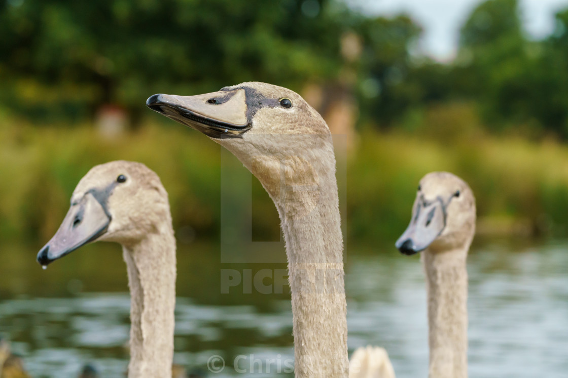 "Mute swan (Cygnus olor) cygnets, taken in the UK" stock image