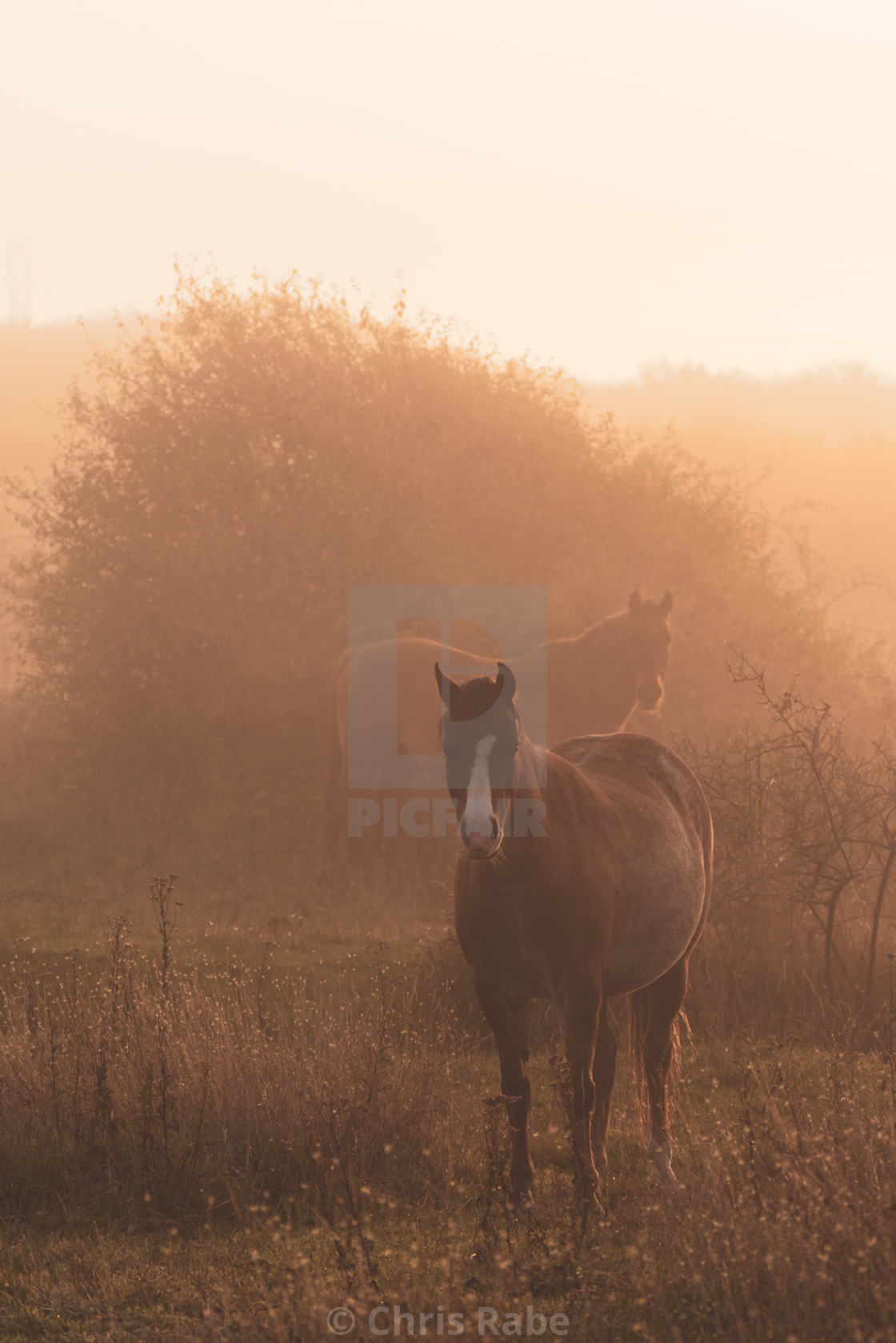 "Horses on a foggy morning in Sussex" stock image