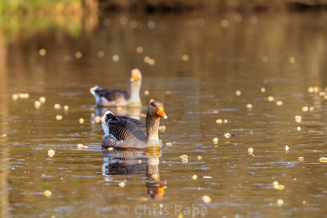 "Greylag Goose (Anser anser), taken in the UK" stock image