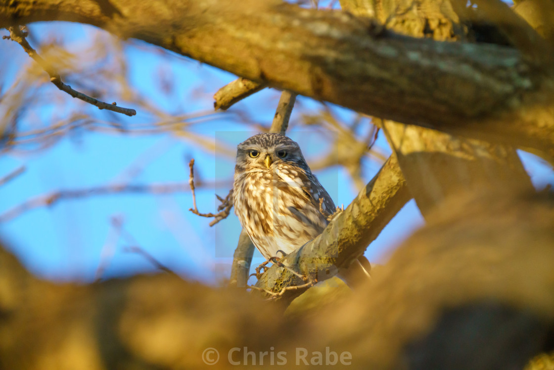 "Little Owl (Athene noctua)" stock image