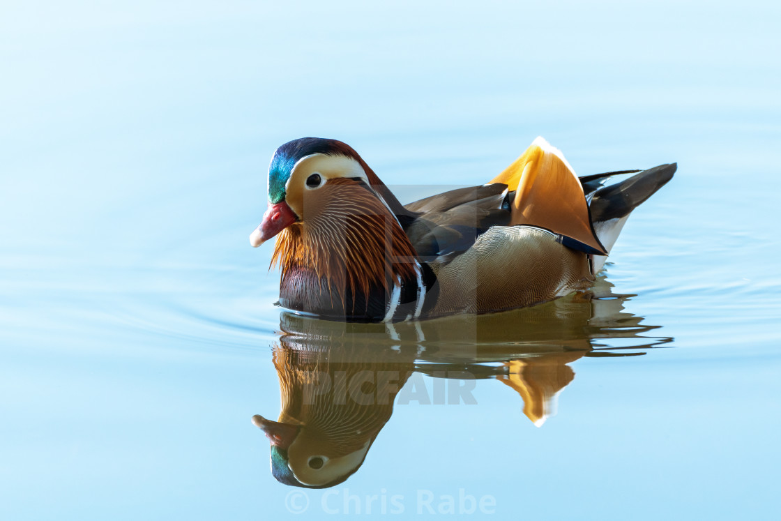 "Mandarin Duck (Aix galericulata), taken in the UK" stock image