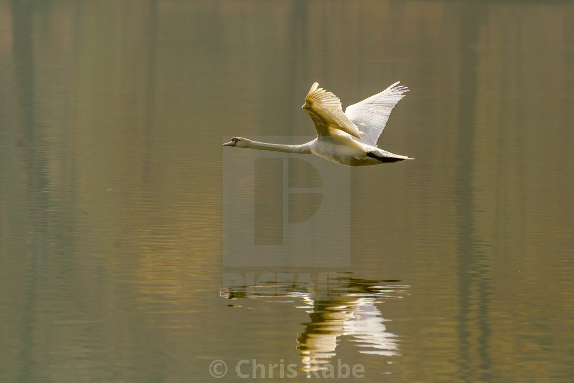 "Mute swan (Cygnus olor) in flight, taken in the UK" stock image