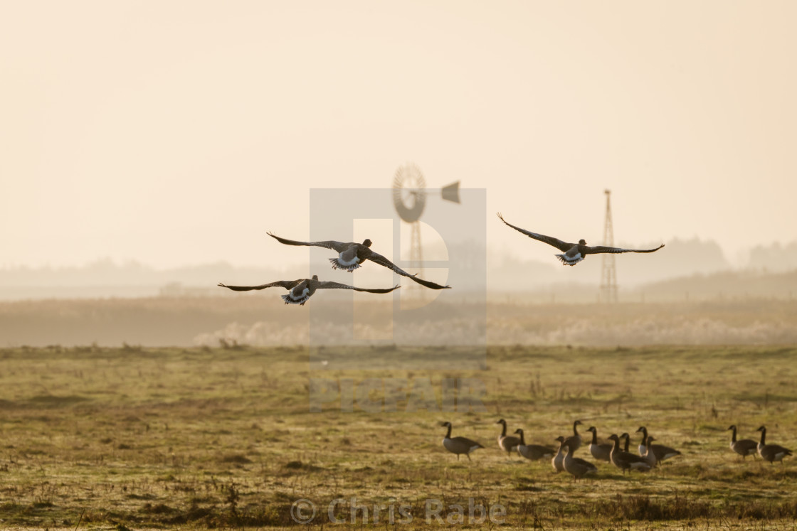 "Greylag Goose (Anser anser) landing" stock image