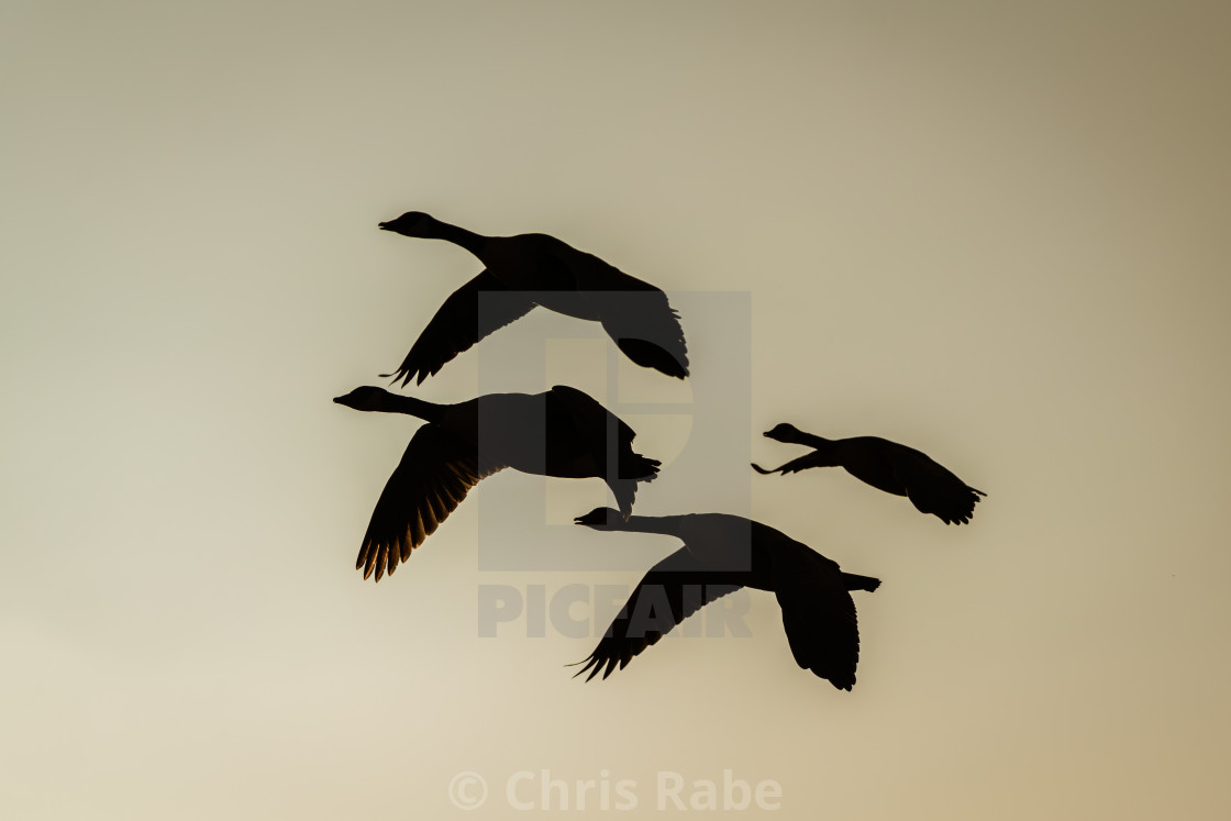 "Silhouette of a small flock of Canada Goose (Branta canadensis) in flight,..." stock image