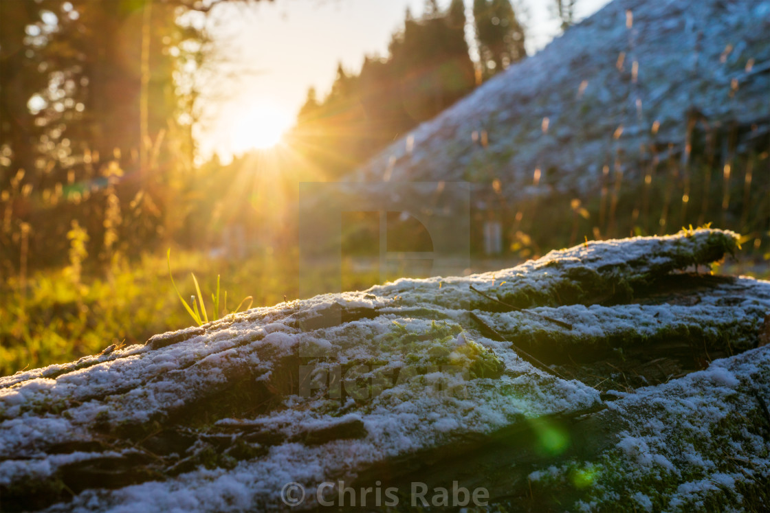 "light snow covering a log at sunrise in forests of Perthshire, Scotland" stock image