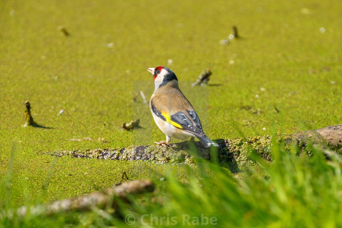 "European Goldfinch (Carduelis carduelis) in the UK" stock image