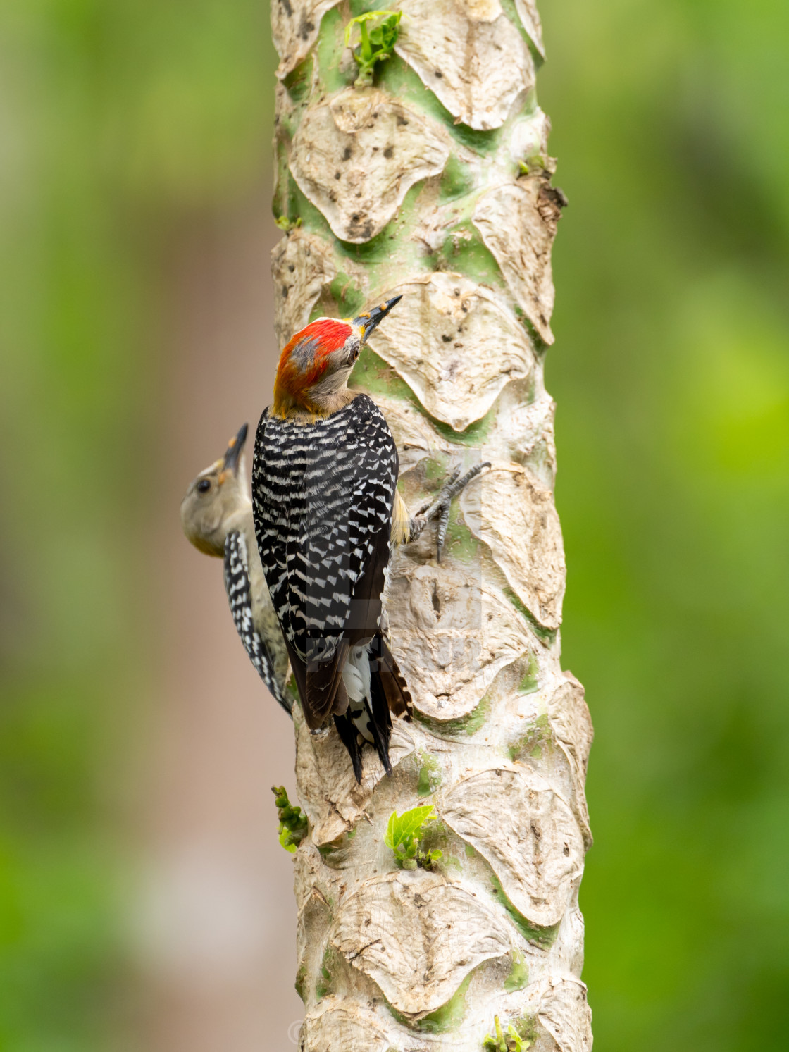 "Red-crowned Woodpecker (Melanerpes rubricapillus) in Costa Rica" stock image