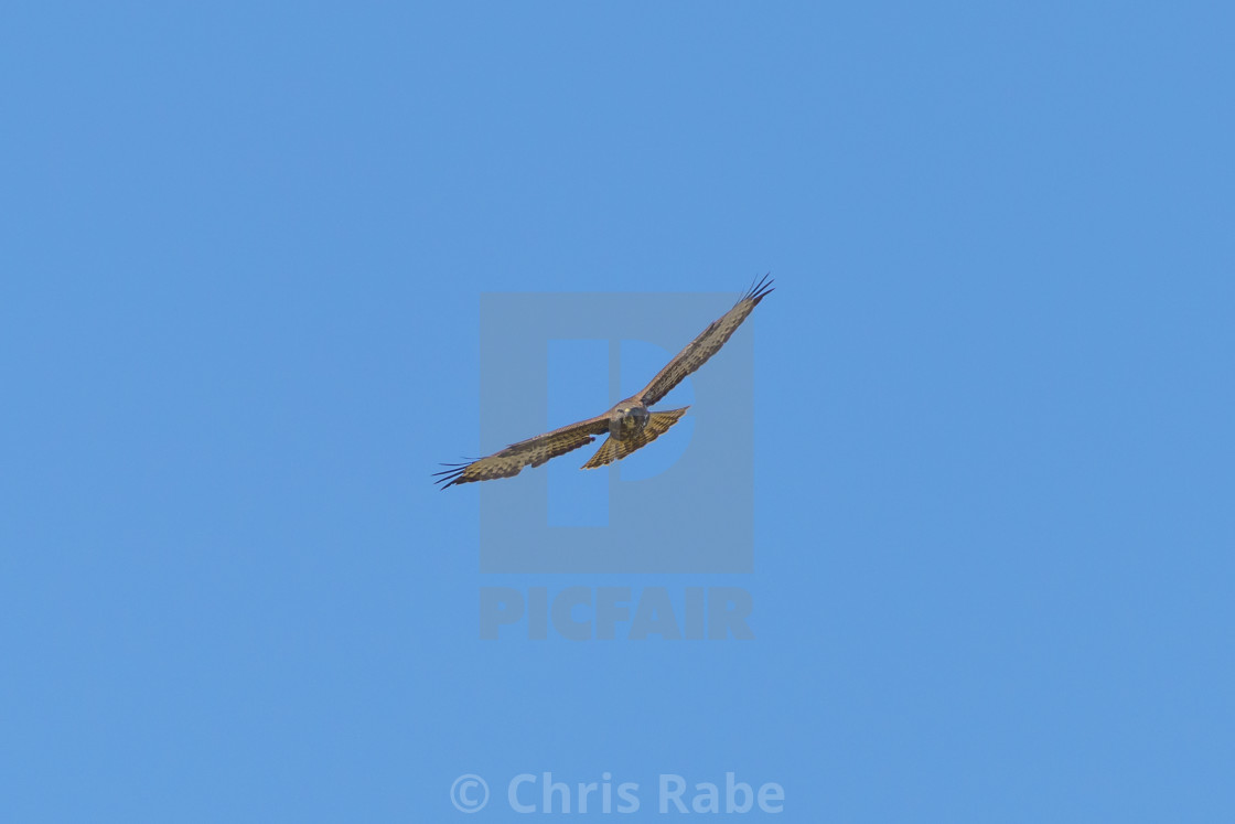 "Common Buzzard (Buteo buteo), taken in the UK" stock image