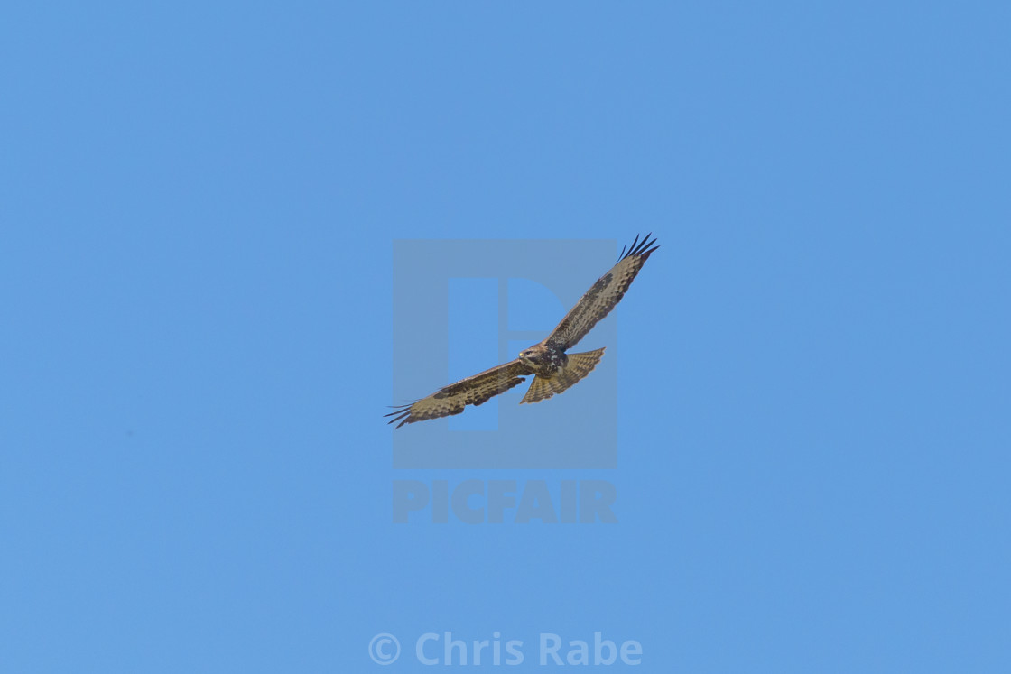 "Common Buzzard (Buteo buteo), taken in the UK" stock image