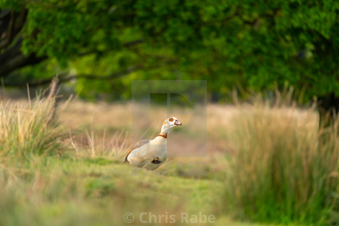 "Egyptian goose (Alopochen aegyptiacus), taken in the UK" stock image