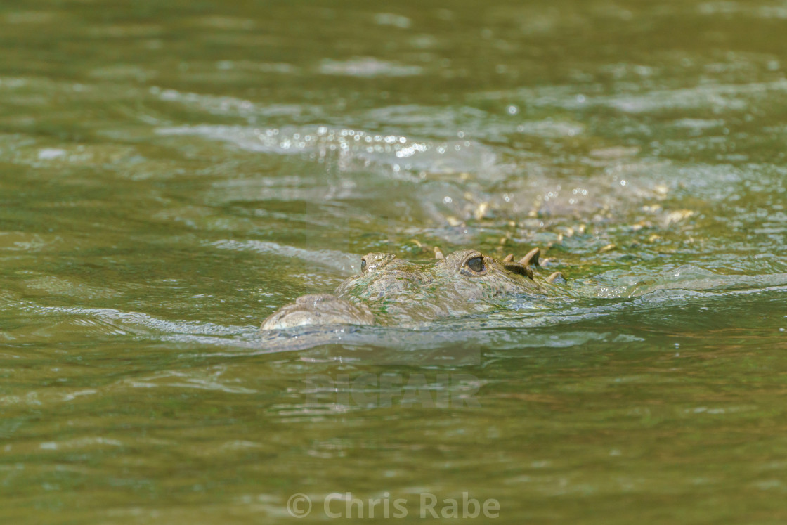 "American Crocodile (Crocodylus acutus), taken in Costa Rica." stock image