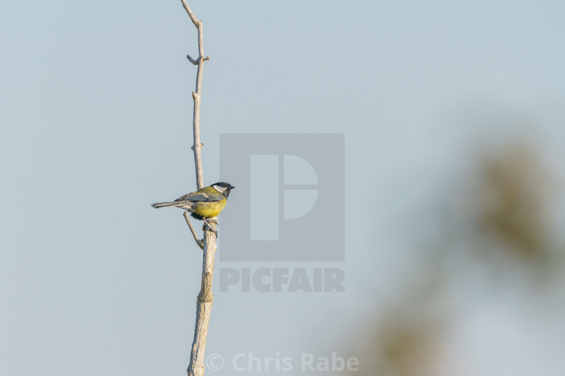 "Great Tit (Parus major), taken in the UK" stock image