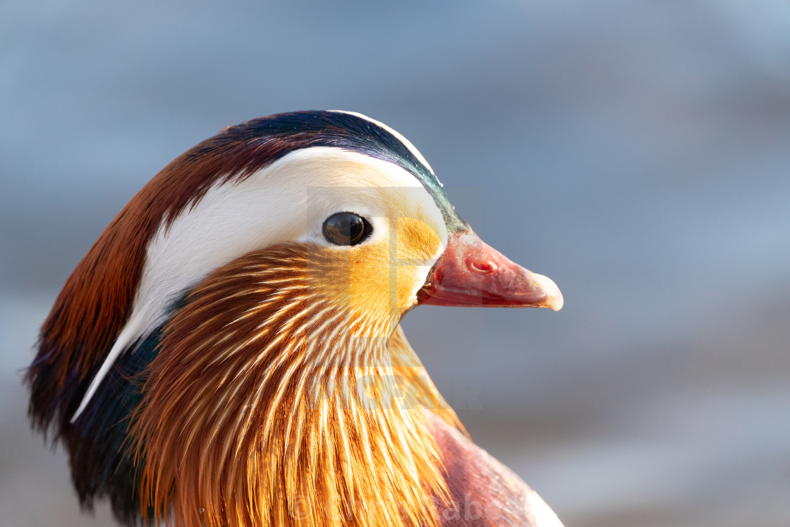 "Mandarin Duck (Aix galericulata), taken in the UK" stock image