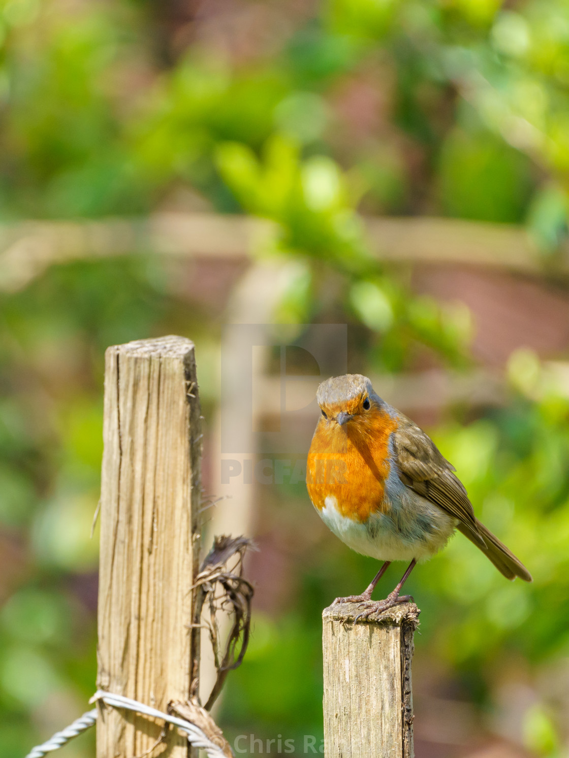 "European Robin (Erithacus rubecula) perched on a fence in summer, taken in..." stock image