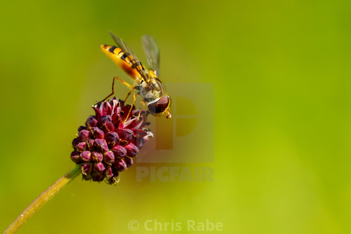 "Hoverfly (Eupeodes latifasciatus) in the UK" stock image