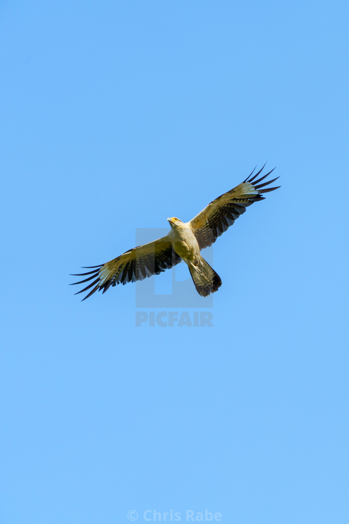 "Yellow-headed Caracara (Milvago chimachima) in Costa Rica" stock image