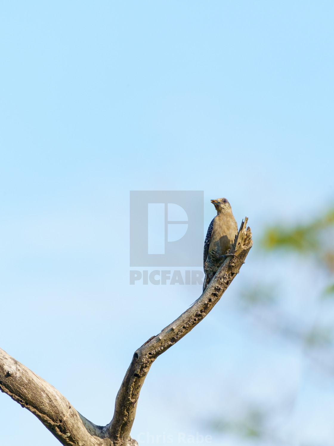 "Hoffmann's Woodpecker (Melanerpes hoffmannii), taken in Costa Rica" stock image