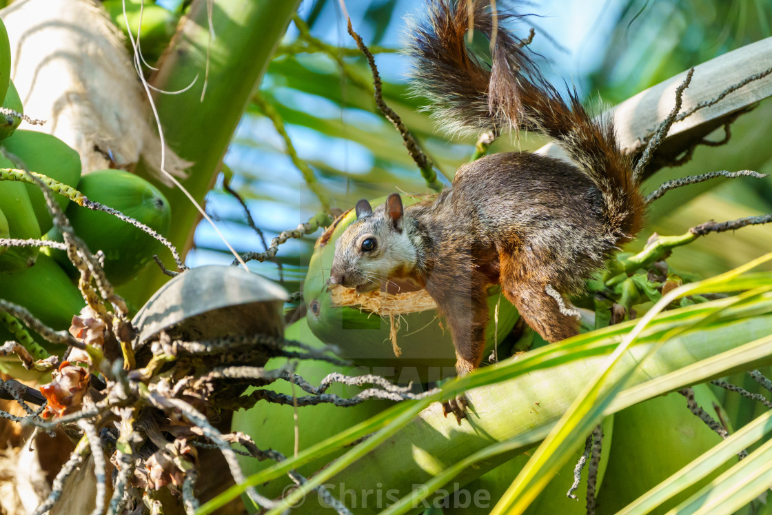 "Variegated Squirrel (Sciurus variegatoides) in Costa Rica" stock image