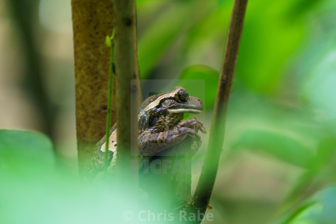 "Veined Tree Frog (Trachycephalus venulosus) in Costa Rica" stock image