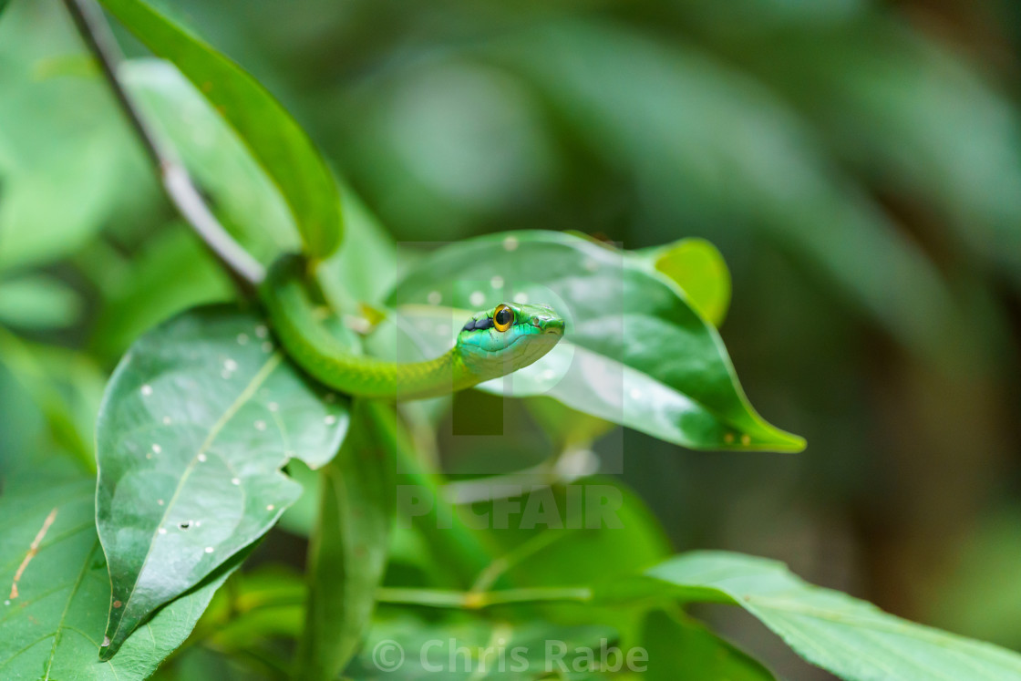 "Cope's Vine Snake (Oxybelis brevirostris) in Costa Rica" stock image