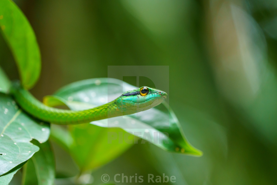 "Cope's Vine Snake (Oxybelis brevirostris) in Costa Rica" stock image