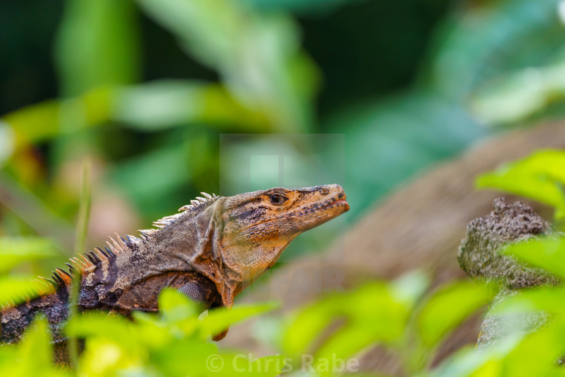 "Black Spiny Tailed Iguana (Ctenosaura similis), taken in Costa Rica" stock image