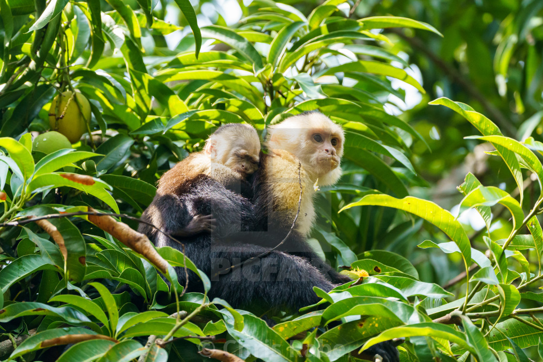 "capuchin monkey (Cebus capucinus) with baby, taken in Costa Rica" stock image