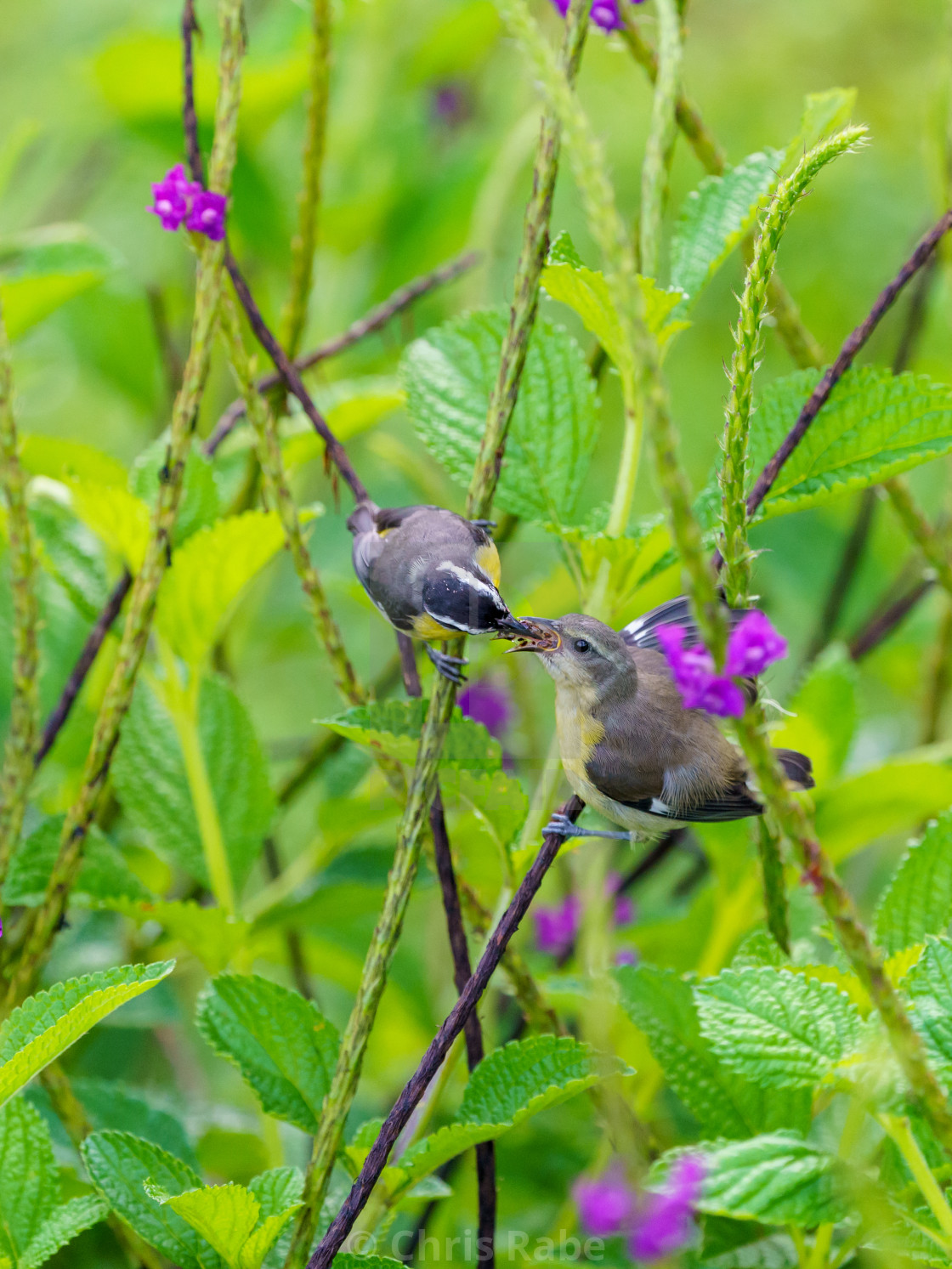 "Bananaquit (Coereba flaveola), taken in Costa Rica" stock image