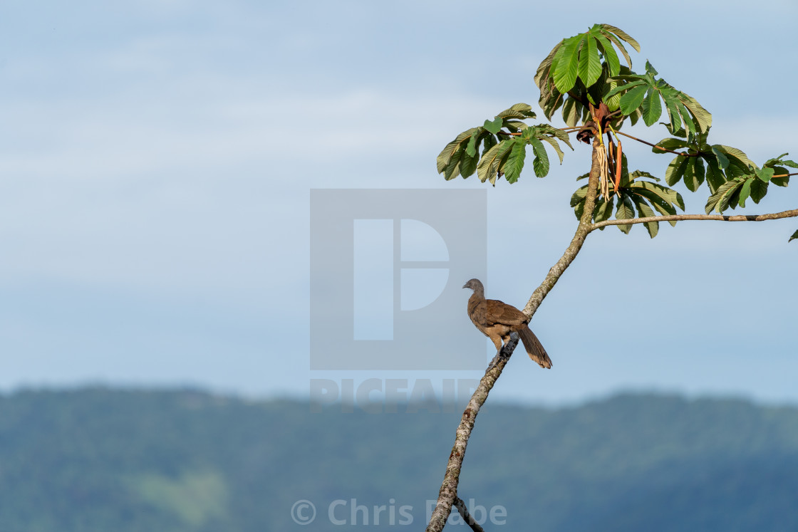 "Grey-headed chachalaca (Ortalis cinereiceps) in Costa Rica" stock image