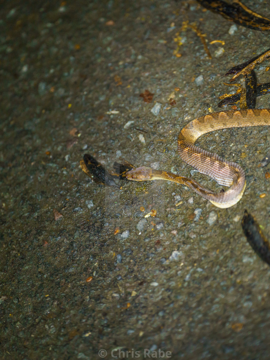 "Banded Cat-eyed Snake (Leptodeira annulata) shedding skin in Costa Rica" stock image