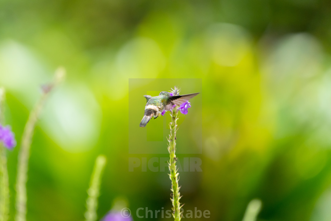 "Black-crested Coquette (Lophornis helenae) hummingbird in Costa Rica" stock image