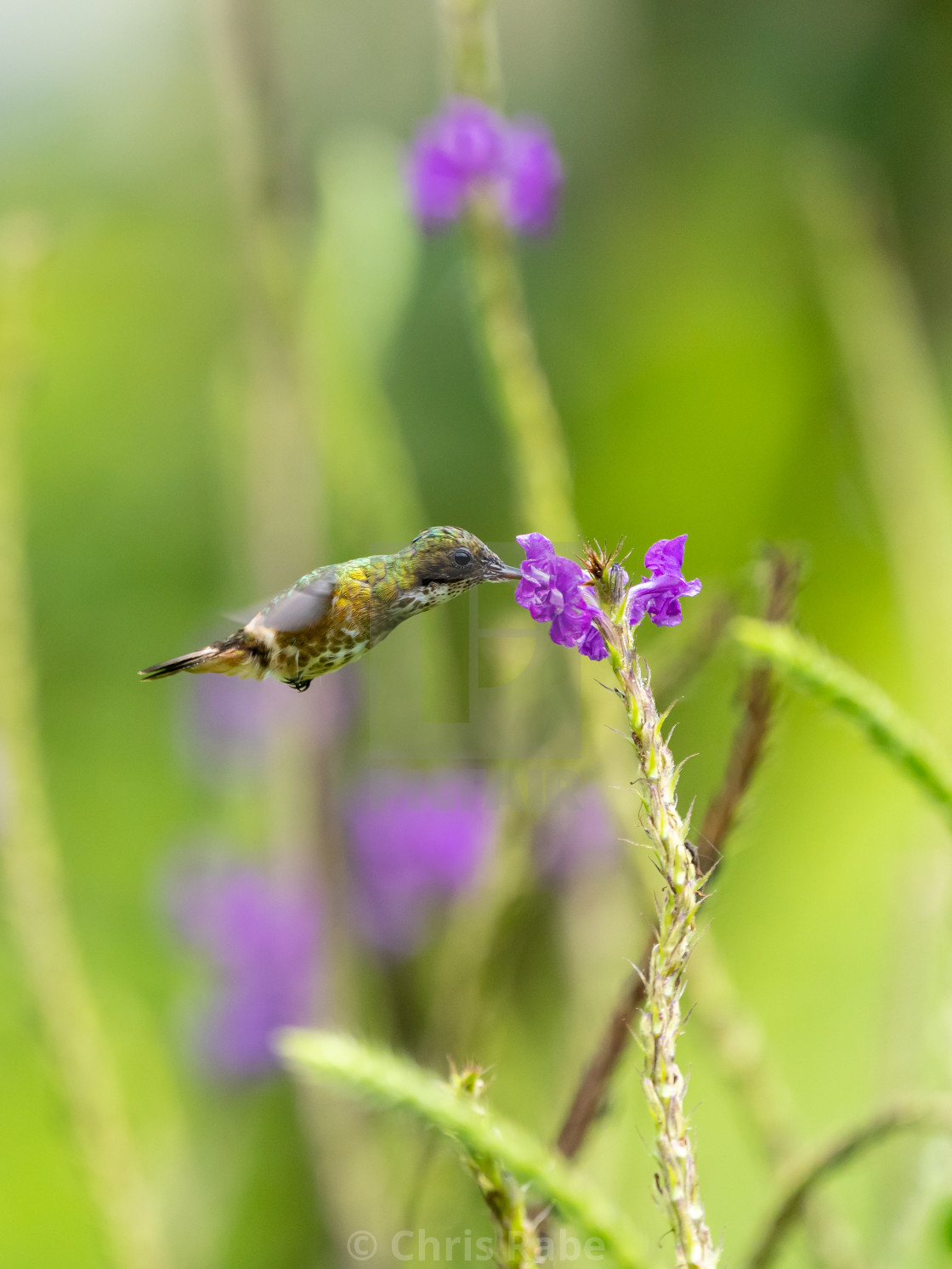 "Black-crested Coquette (Lophornis helenae) hummingbird in Costa Rica" stock image