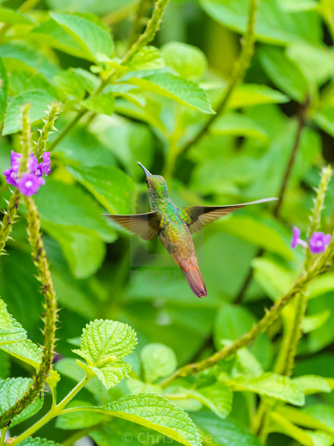 "Rufous-Tailed Hummingbird (Amazilia tzacatl), taken in Costa Rica" stock image