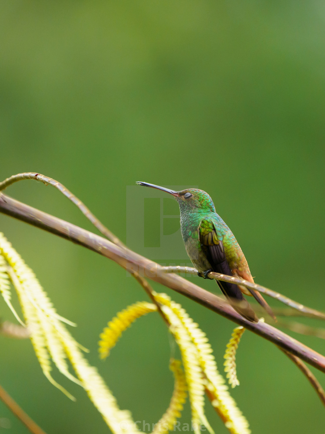 "Rufous-Tailed Hummingbird (Amazilia tzacatl), taken in Costa Rica" stock image