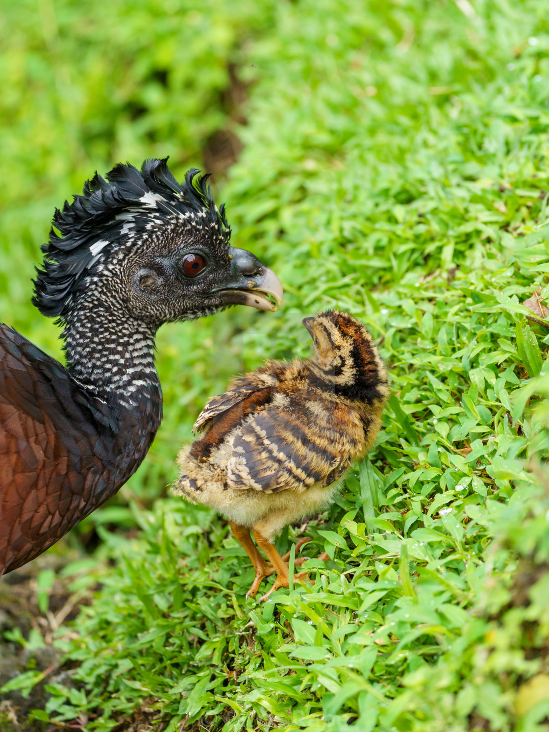 "Great Curassow (Crax rubra) female with chick, taken in Costa Rica" stock image