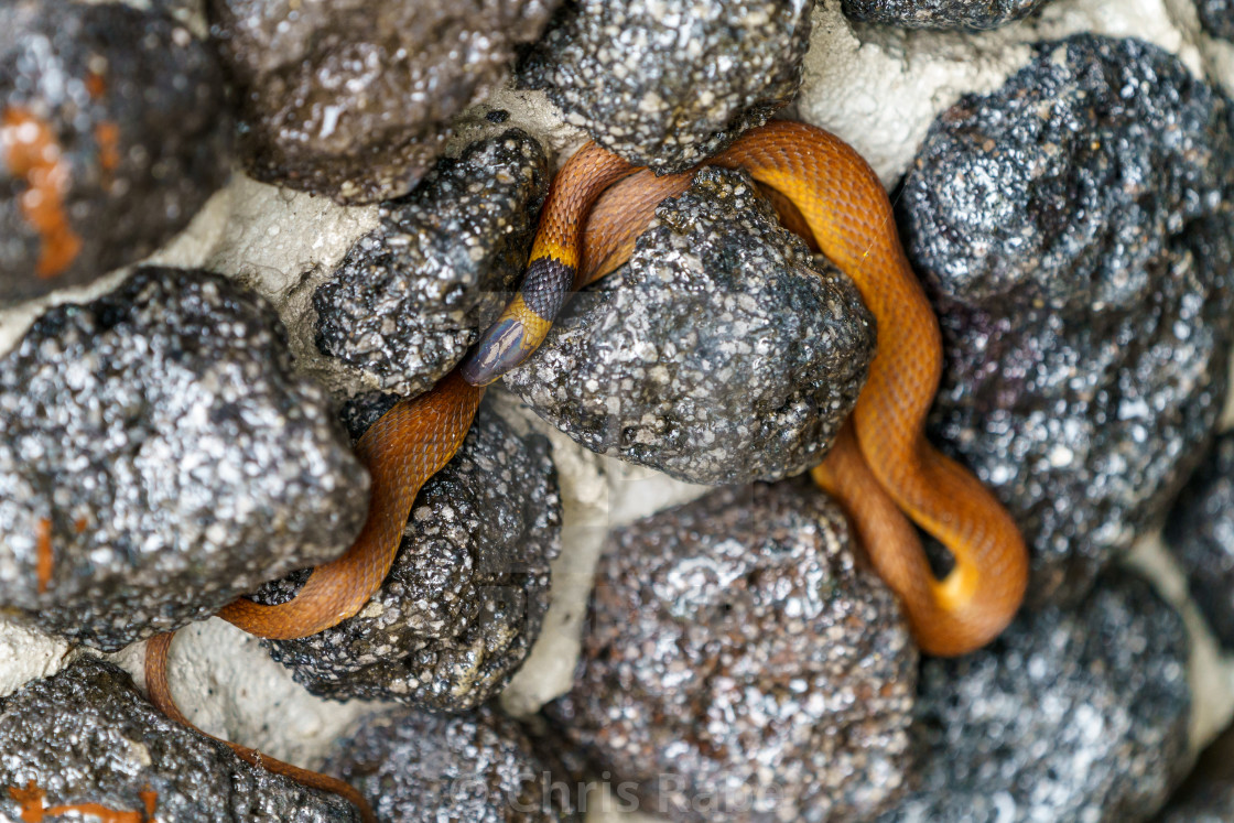 "Red coffee Snake (Ninia sebae) in Costa Rica" stock image