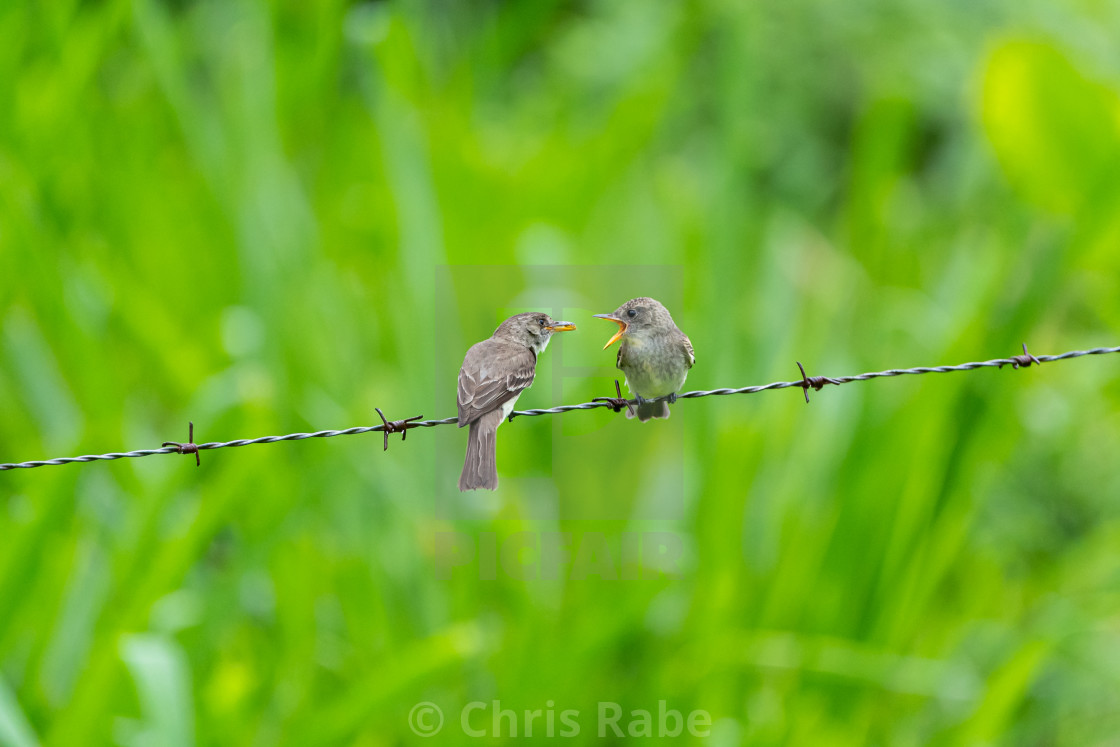 "Ochraceous Pewee (Contopus ochraceus) on wire" stock image