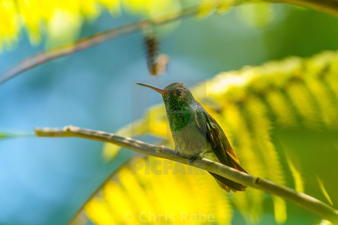 "Rufous-Tailed Hummingbird (Amazilia tzacatl), taken in Costa Rica" stock image